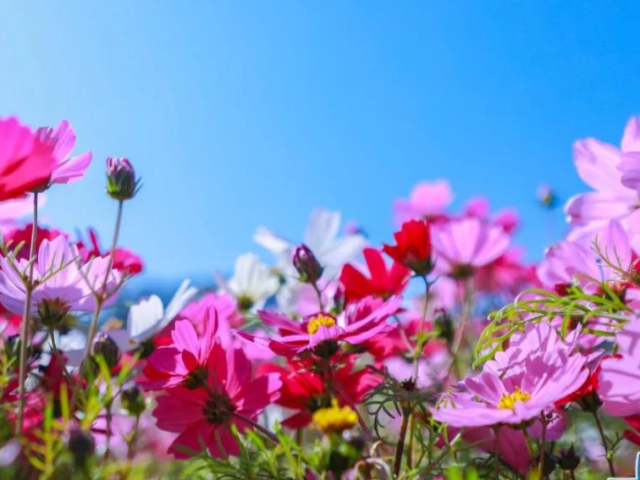 花海！在珠海市区！春节打卡走起！