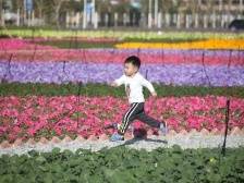 多图 | 留珠过年好去处！39000平方米绝美花海！