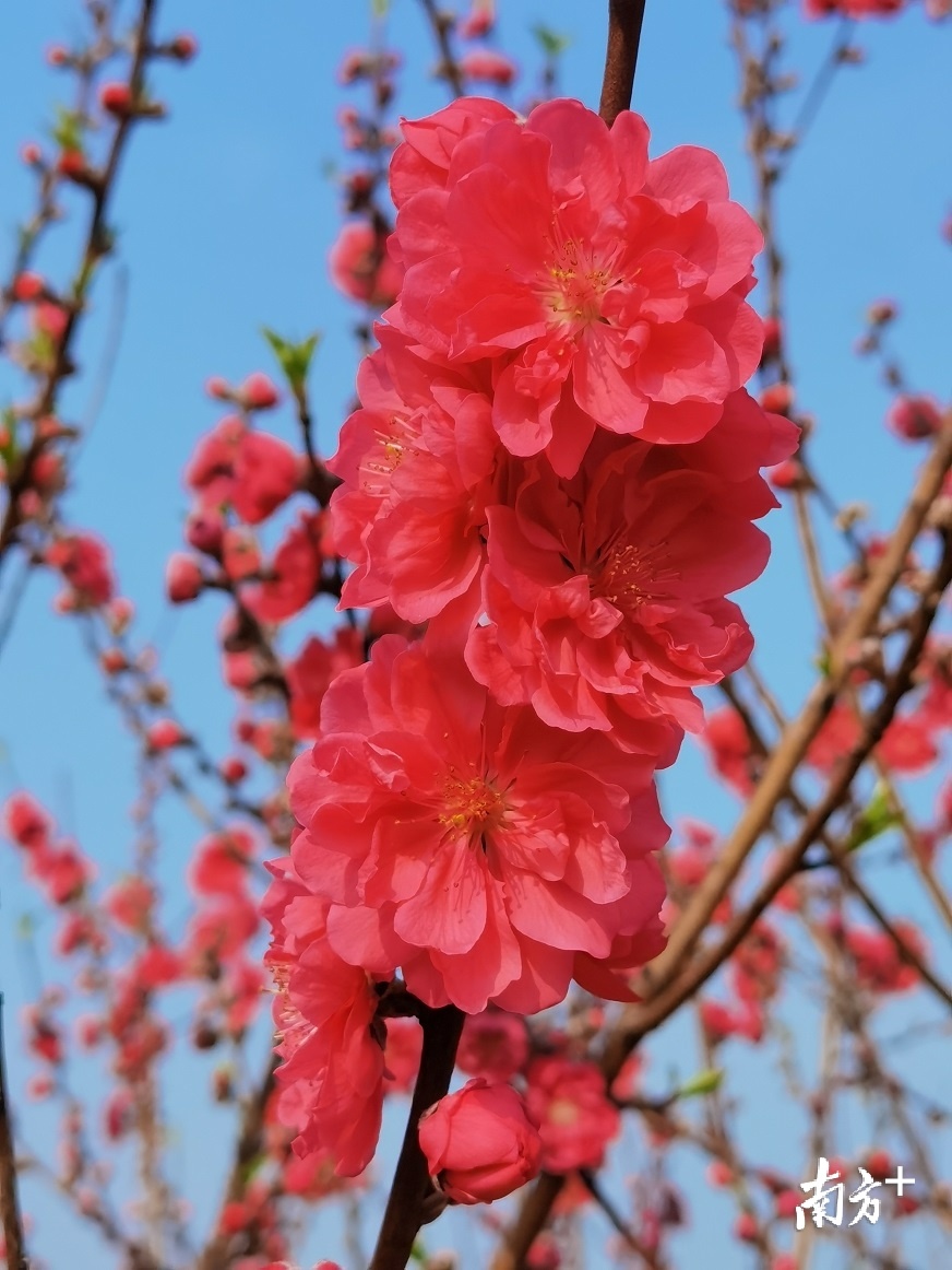 碧桃花开红似火始兴县太平镇