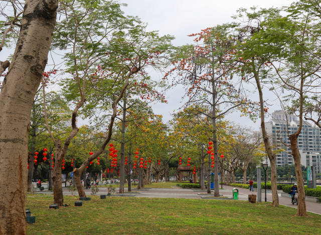 图集 | 灯笼挂，年味起！肇庆春节氛围“拉满”！