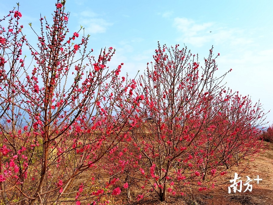 碧桃花开红似火