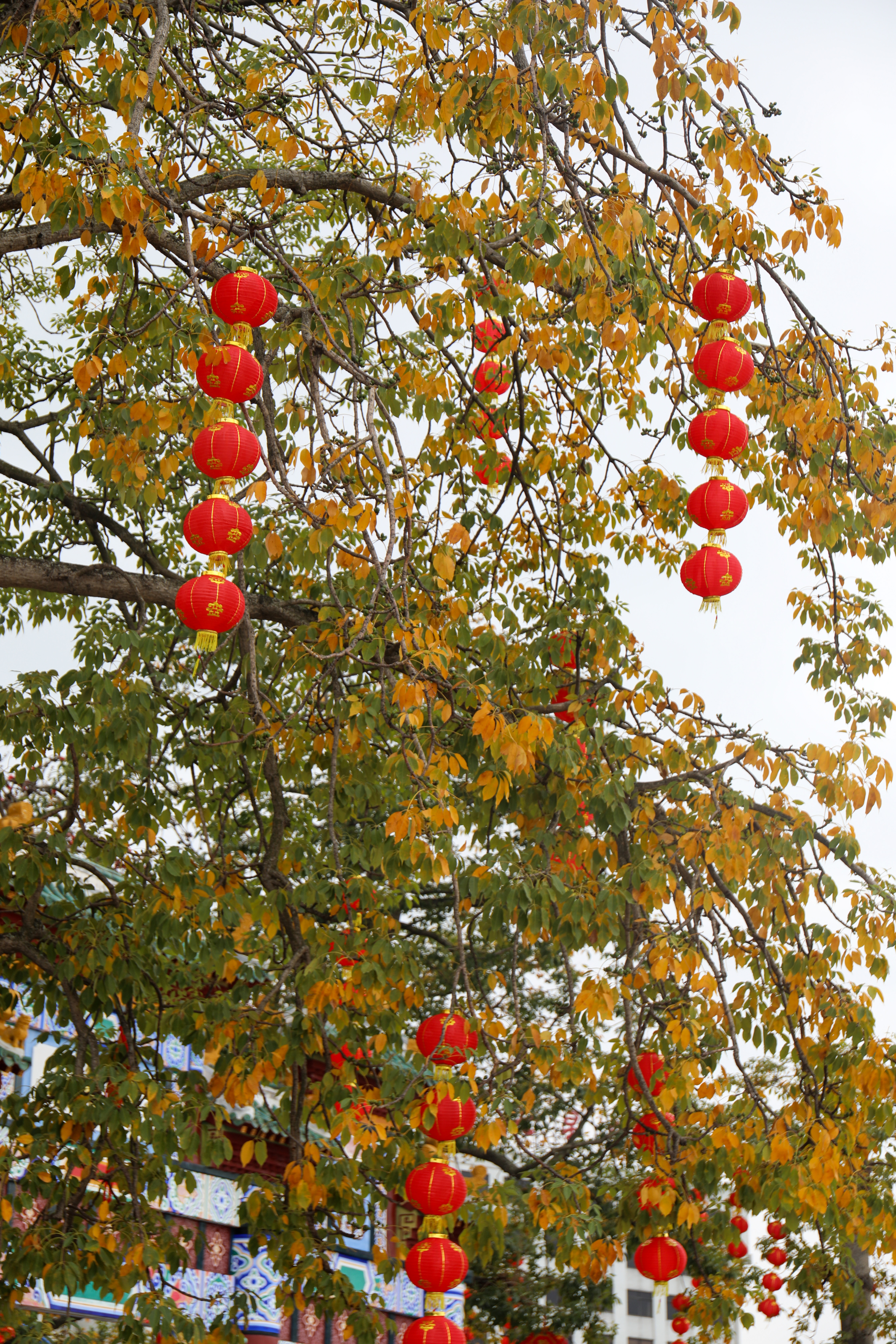 肇庆春节氛围"拉满"!_南方plus_南方