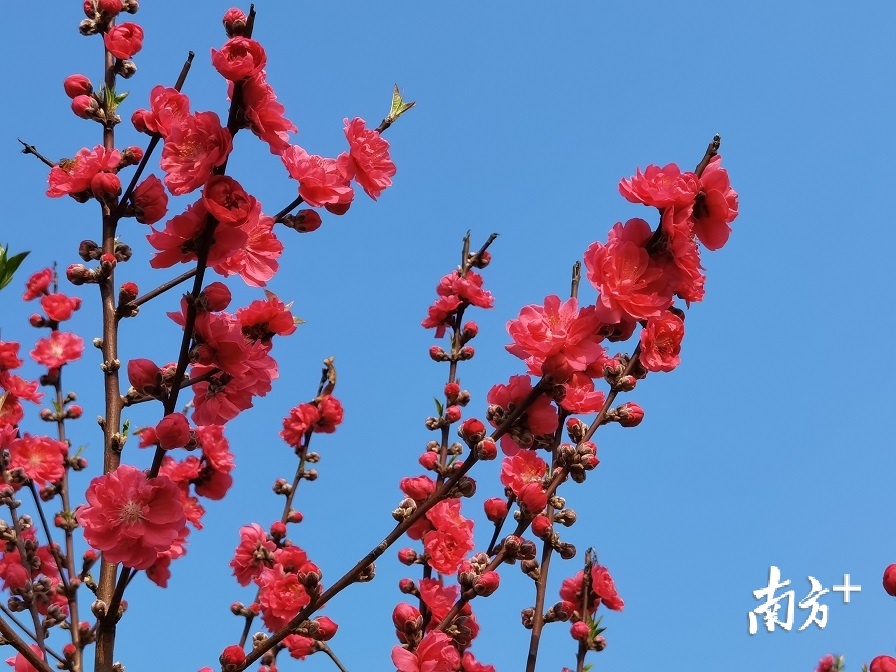 碧桃花开红似火