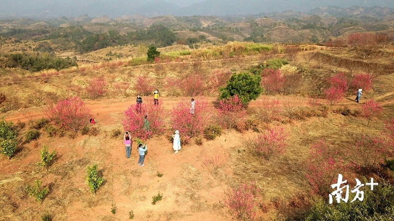 碧桃花开红似火