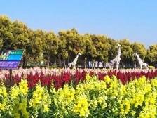 花都就地过年去哪玩？安排上了！