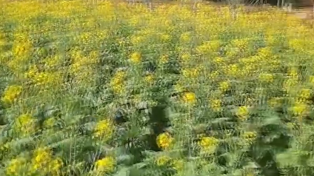 广州石门陌上花开已盛，你还不来？