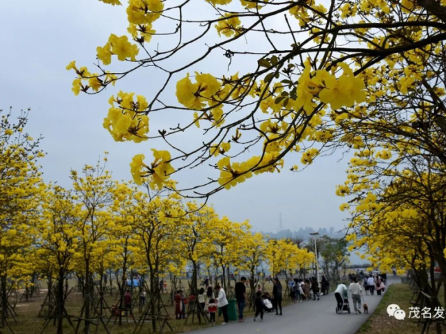 惊艳！茂名这个地方黄色花海撩人，快来打卡！