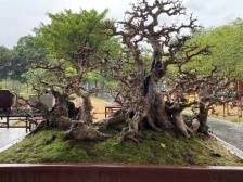 领略不一样的岭南派盆景！流花湖公园迎春主题游园活动开启