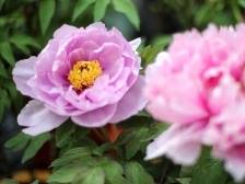 留穗过年好去处，洛阳牡丹惊艳亮相广州