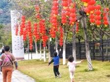 迎新春！南沙1.5万盏红灯笼装饰主干道