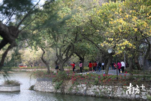 图集 | 大年初一，仙鹤也来肇庆“拜年”啦
