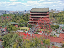 大年初一，广州市民前往越秀山踏青赏花