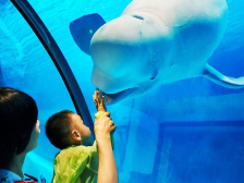 广州首头小白鲸开年大秀，正佳开启“绿色”春节嘉年华