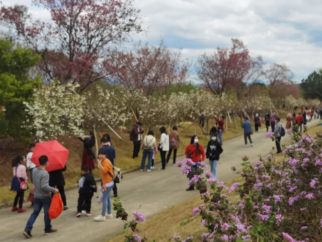 广州从化春节人气旺，美景醉游人！