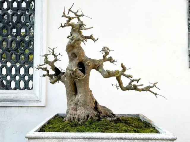 赏盆景、观插花、游园林！来粤剧艺术博物馆，收获三倍快乐！