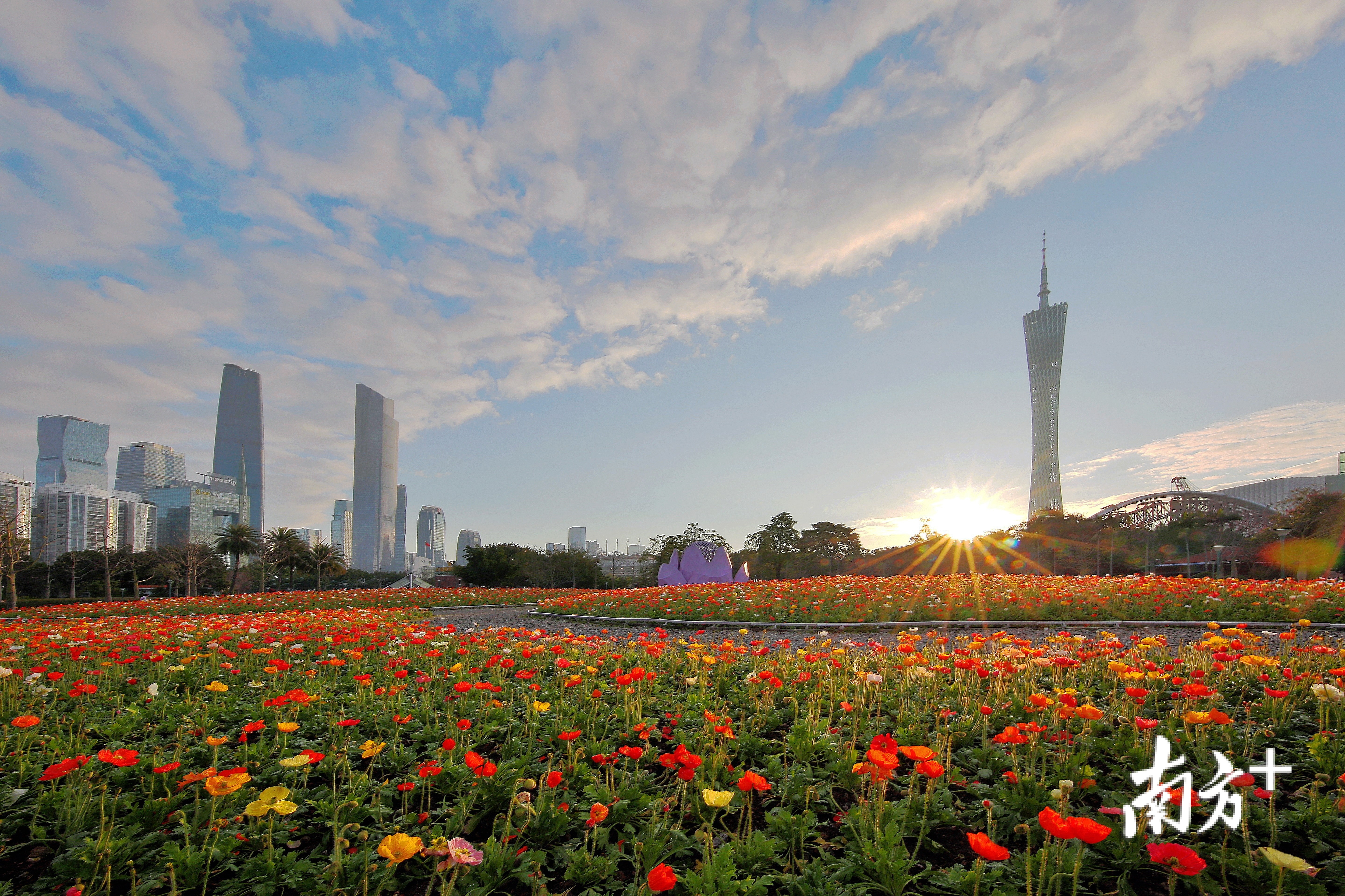 南方拍客 | 广州过年,花香味更浓