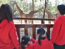 犀牛舞动贺牛年！深圳动物居民萌态十足吸引八方游客