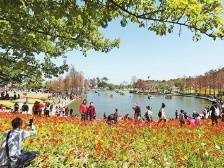 美景醉游人！珠海各大公园花海与万千市民构成最美新春图