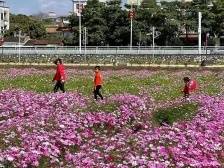 全省景区预约量暴增，东莞各镇街的公园火了