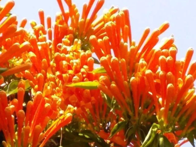 别宅了，你知道广州的花开了吗！