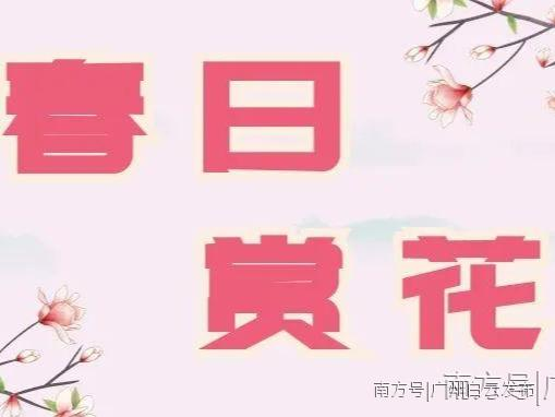 不负春光!一起来看白云的“花花世界”