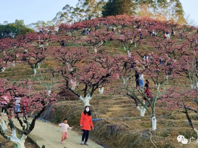 春节假期尾声，广州从化乡村游人气不减！摘果赏花走起