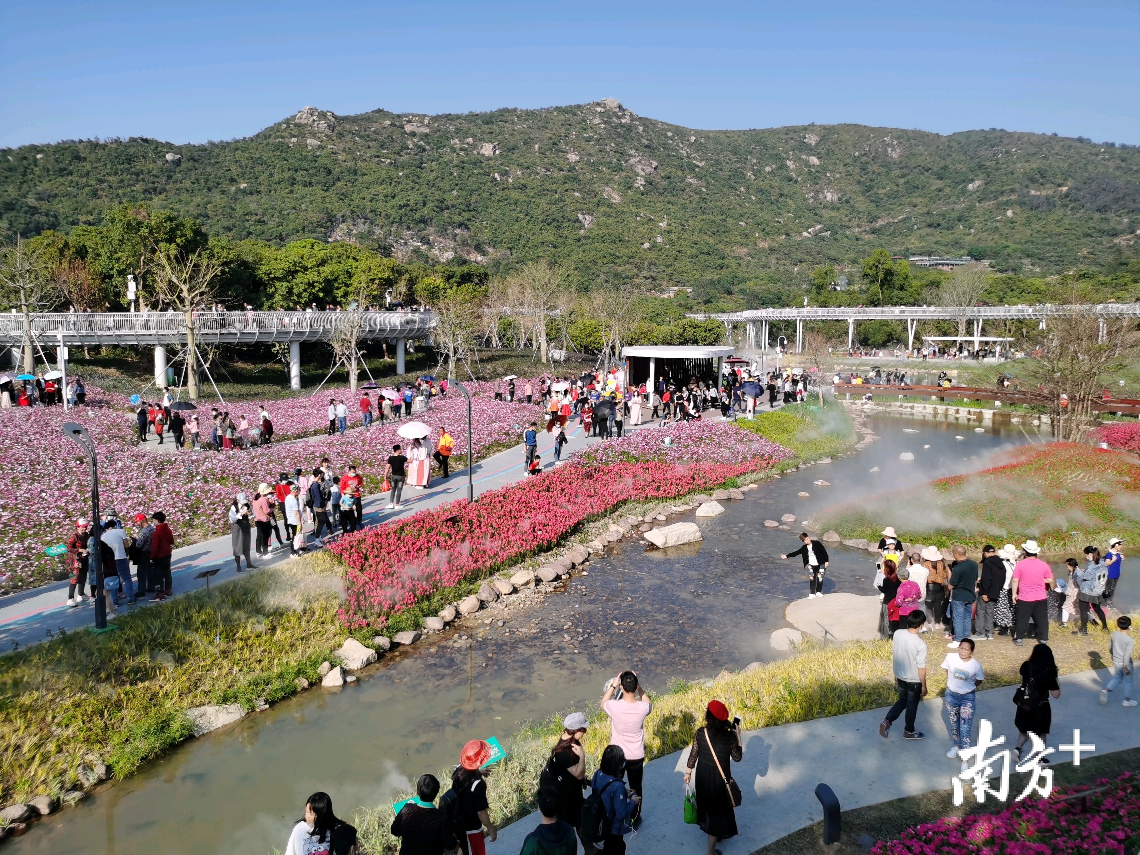 木头冲村鹤道花海图片