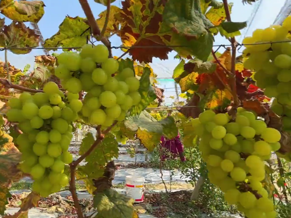 前方高甜！从化这里盛产葡萄中的“爱马仕”！饱满多汁、香气十足