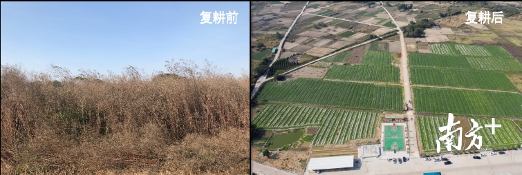 湖东镇竹林村将80多亩荒废多年的集体土地进行复耕。