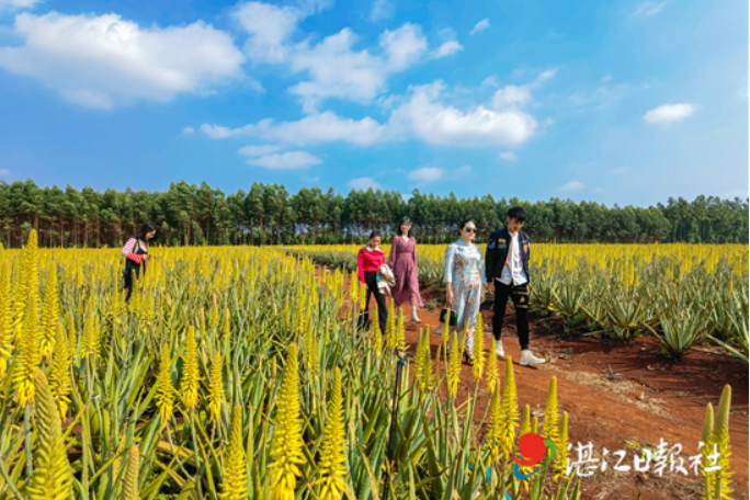 游客在芦荟花海里流连忘返。 记者 李嘉斌 摄