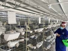 共谱发展经致富经！深圳“光明鸽”落户汕头革命老区镇雷岭镇