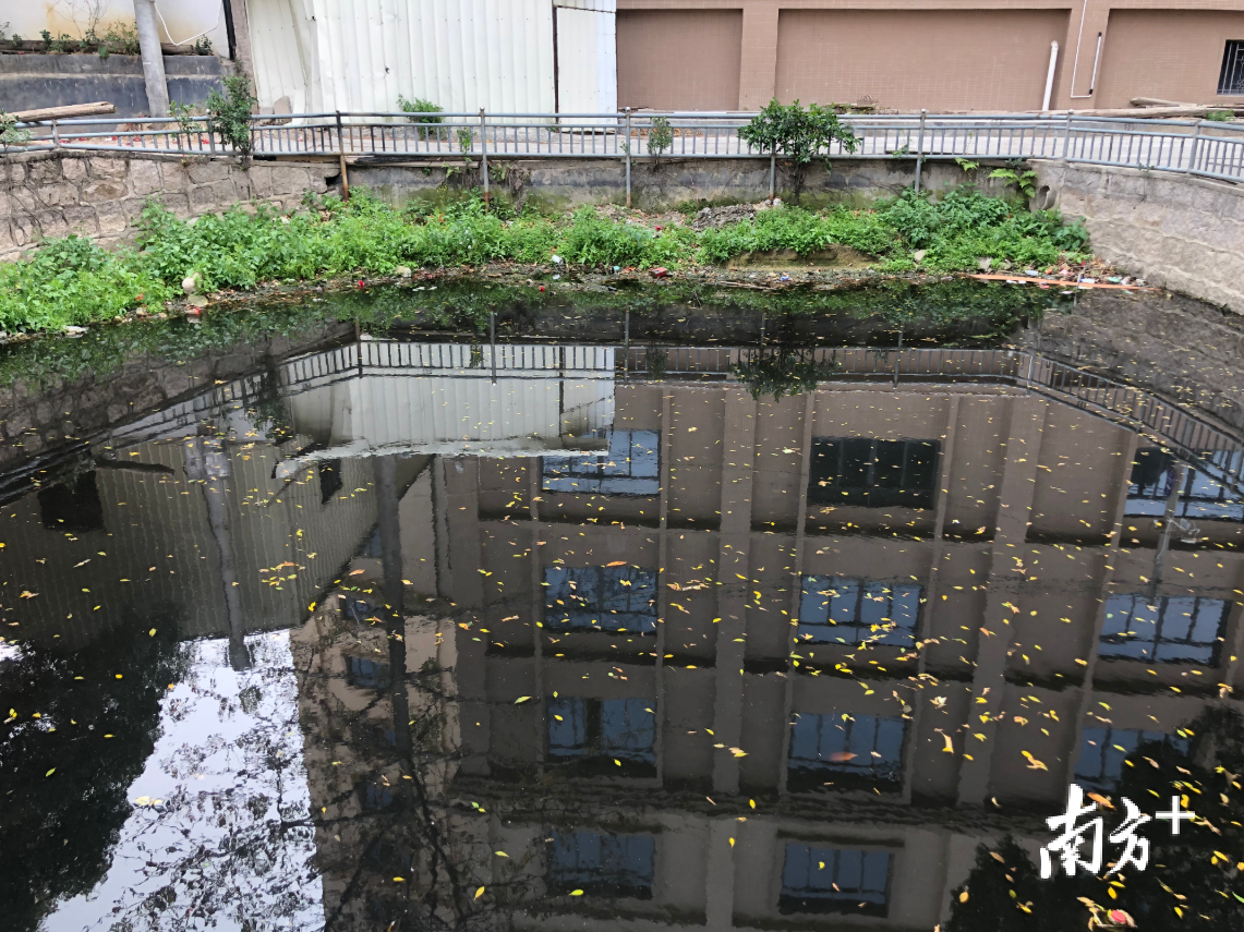 枫溪区堤头村村口的池塘水色发黑，散发阵阵臭味。黄敏璇 摄