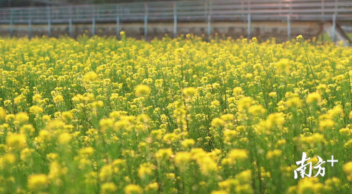 狮峰村的油菜花盛开 林堉 摄