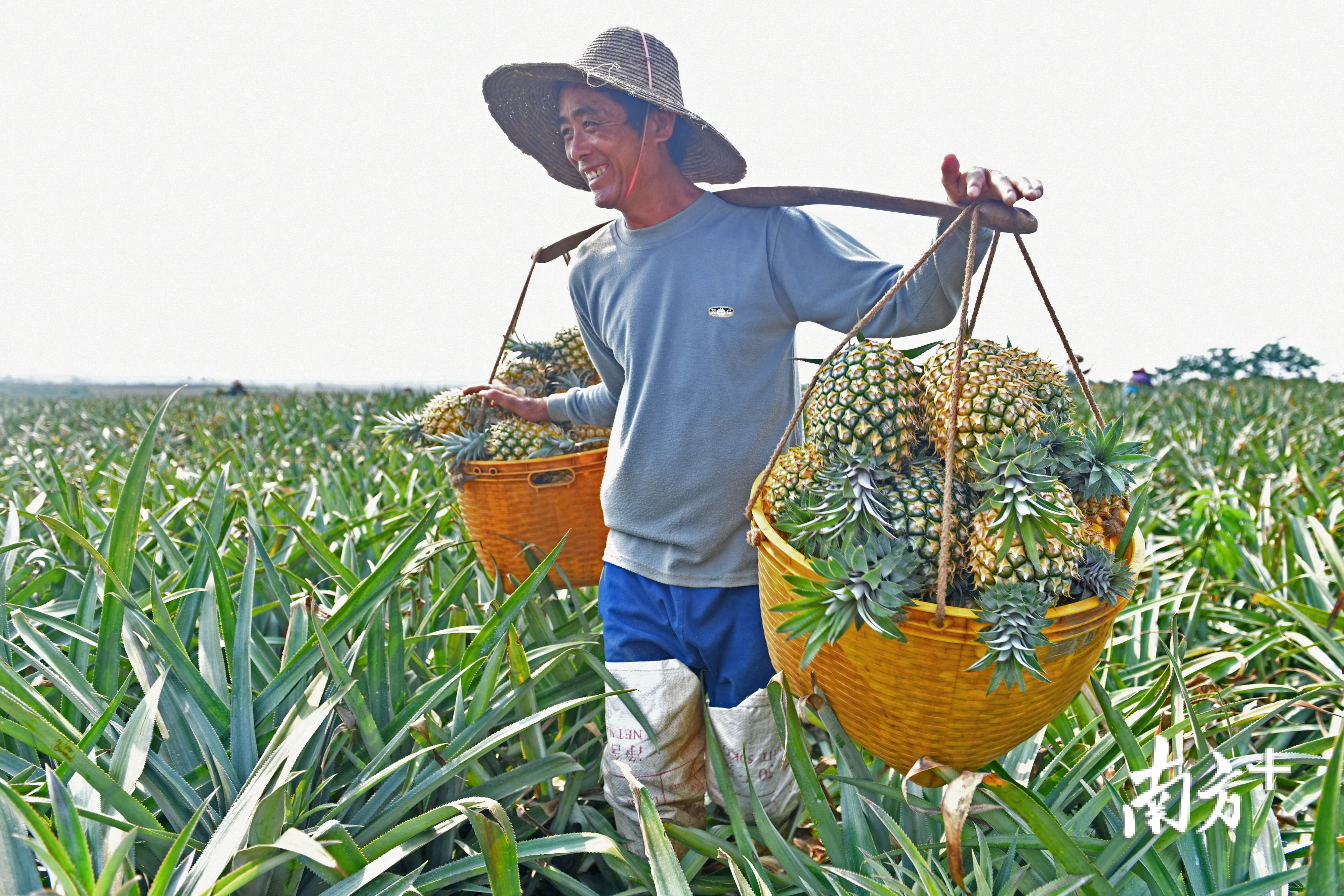 湛江徐闻菠萝丰收，菠农喜笑颜开。南方日报记者 戴嘉信 摄