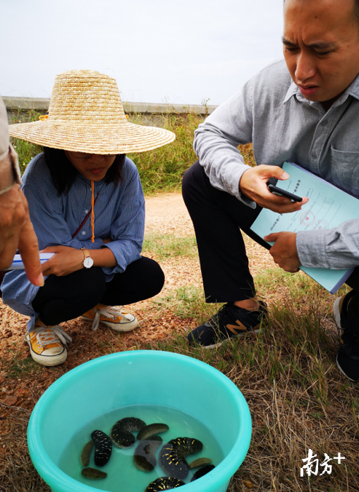 廉江智库专家向养殖户讲解海参养殖试验项目。受访者供图