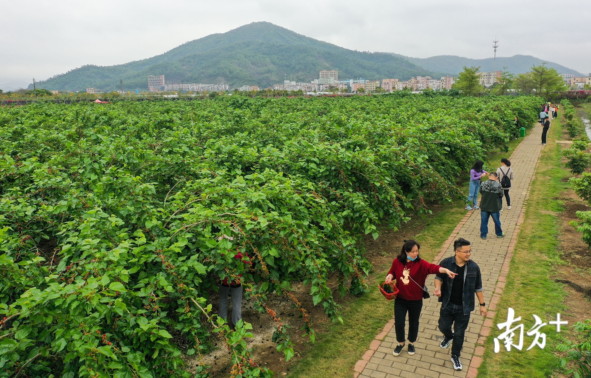 3月8日上午,“喜迎建党百年,乐游美丽侨乡”—中山市第七届桑果文化旅游节系列活动在南区街道正式启动。