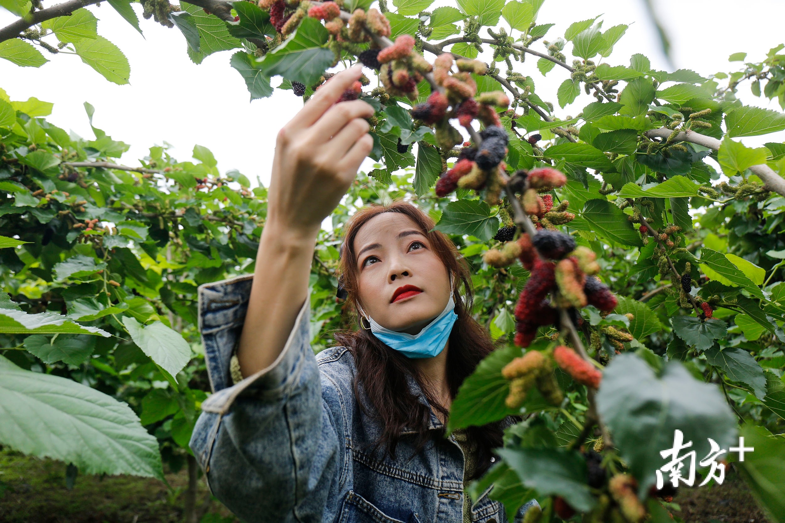 游客在南区街道南区旭景农业科技园内采摘桑果。