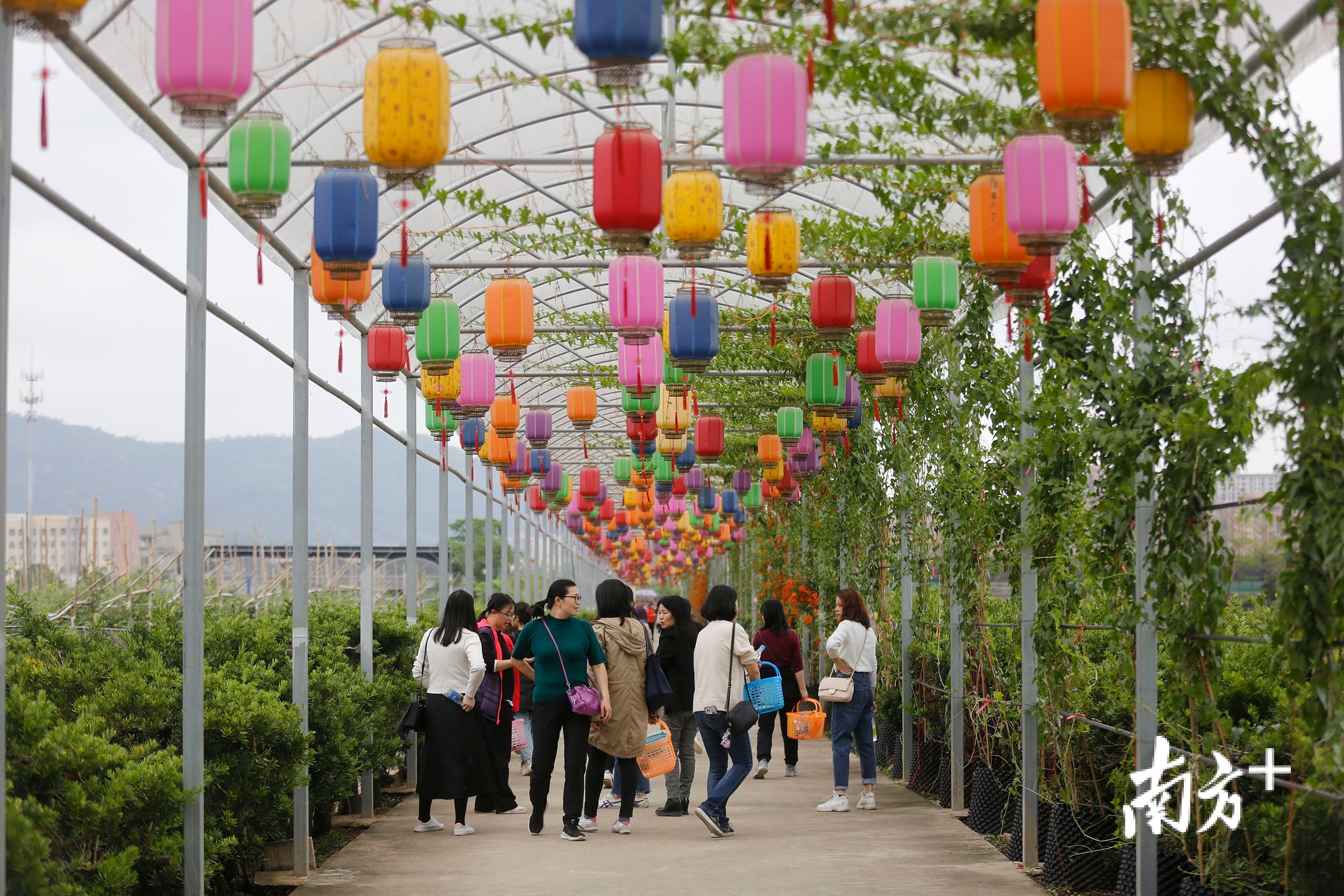 3月8日上午,“喜迎建党百年,乐游美丽侨乡”—中山市第七届桑果文化旅游节系列活动在南区街道正式启动。