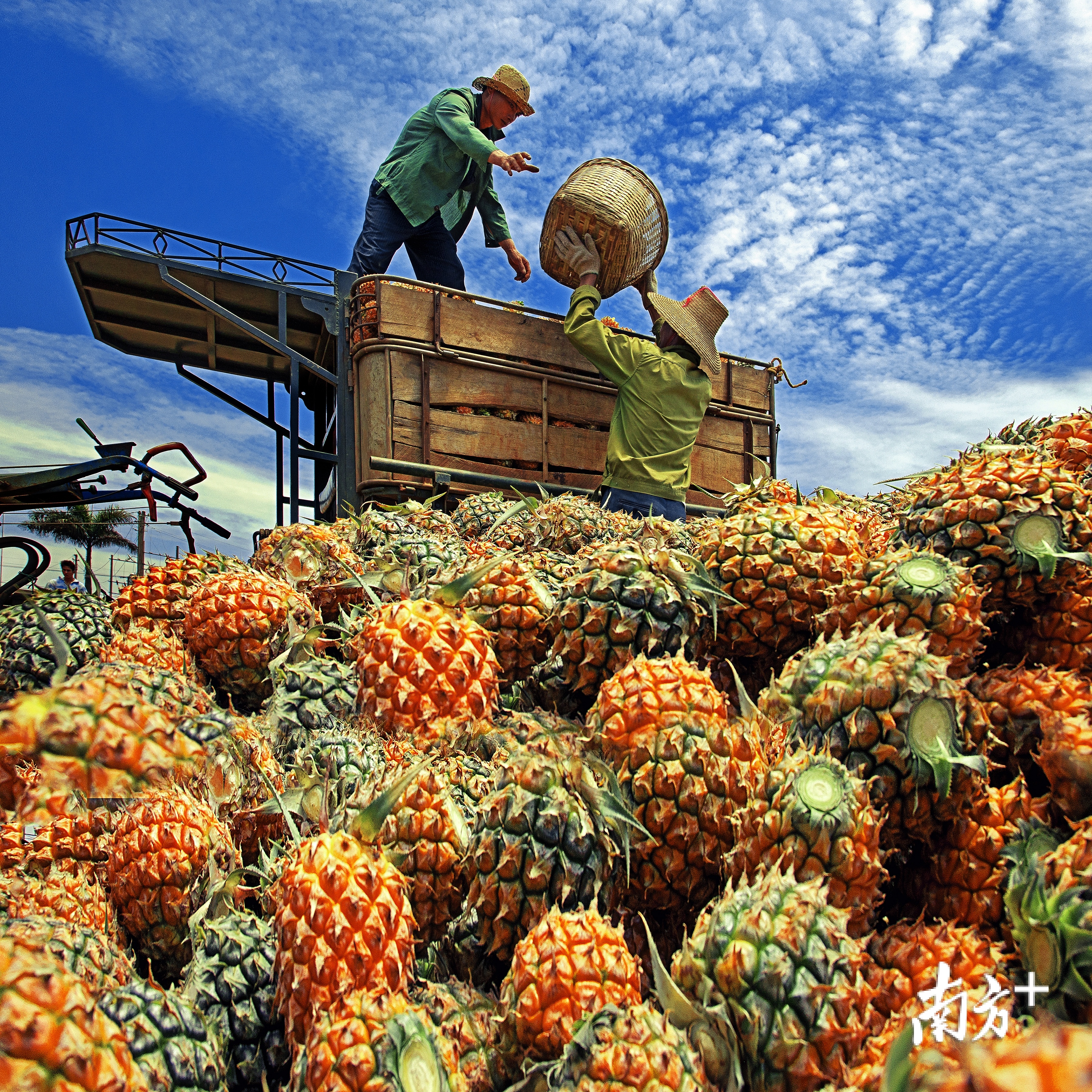 徐闻做大做强菠萝产业，促进产销对接。今年，“菠萝的海”迎来了大丰收。 资料图片