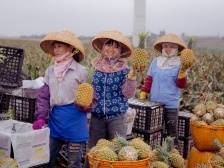 社论|市场体系建设助力广东农业高质量发展