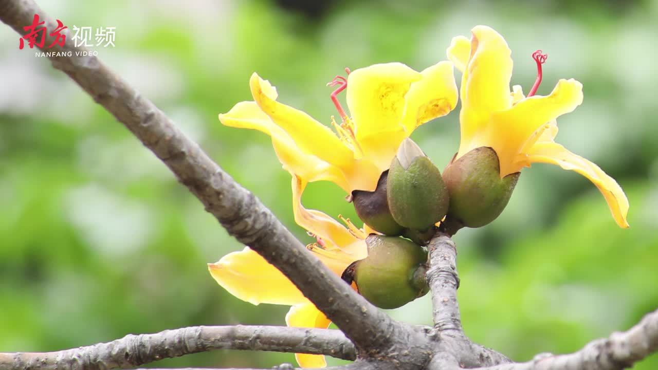 该木棉树树干,枝叶,花朵外形并没异样,就是花瓣是金黄色,与旁边的一株