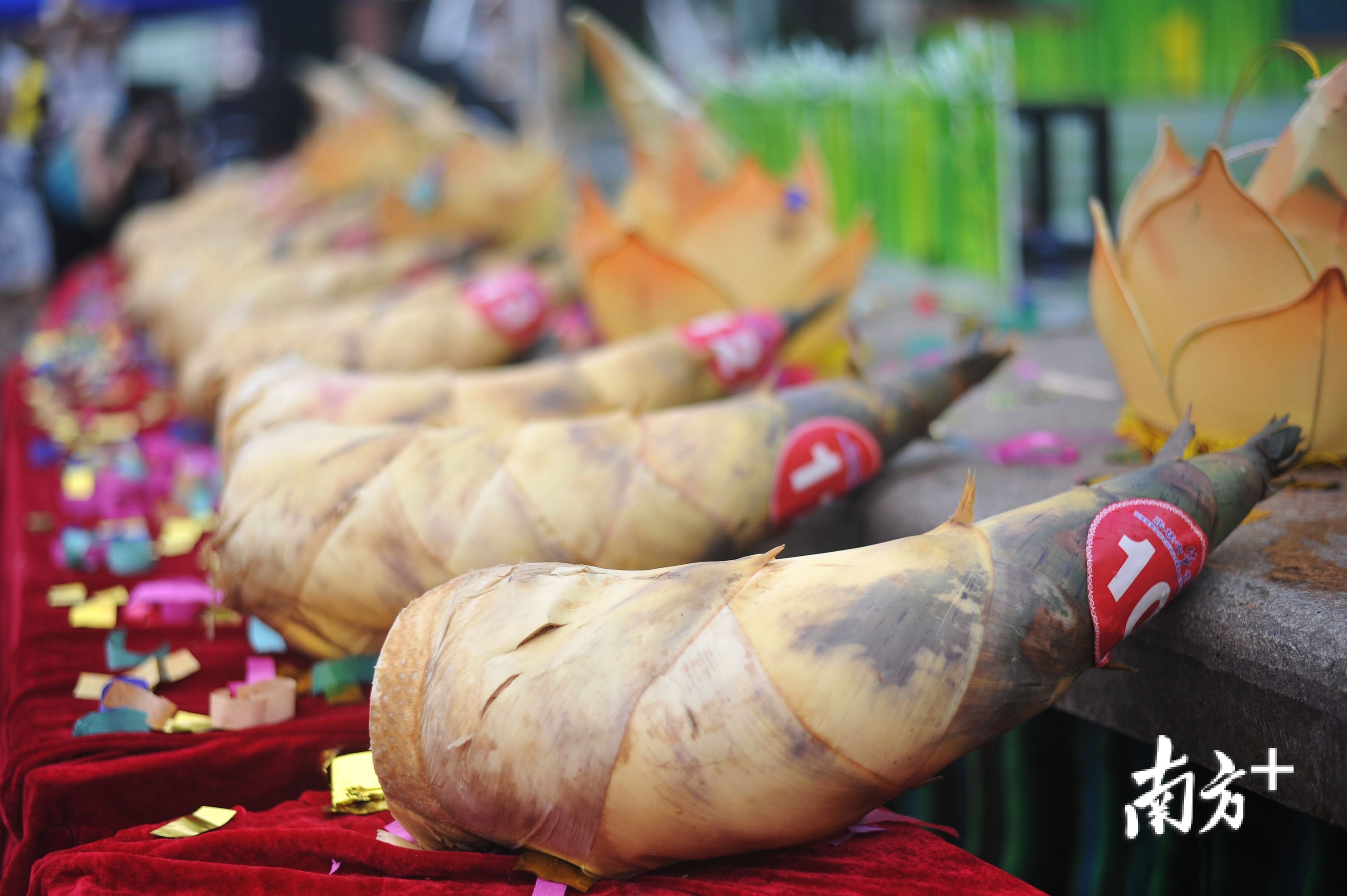 沙口笋春来品鲜季竹笋当造时佛味鲜生①