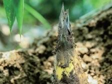 沙口笋：春来品鲜季，竹笋当造时｜佛味鲜生①