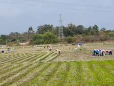 春耕农忙时|电白计划春播面积52万亩