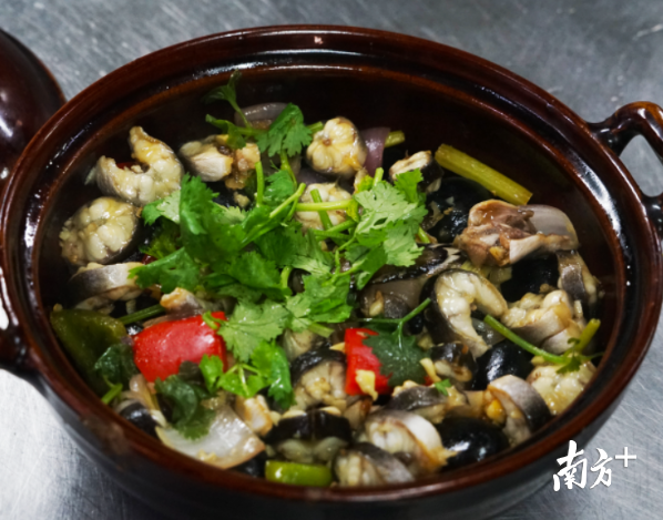 石春盘龙鳝。资料图片