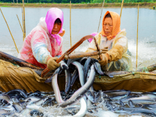 顺德鳗鱼：鱼类软黄金，鳗妙香世界｜佛味鲜生②