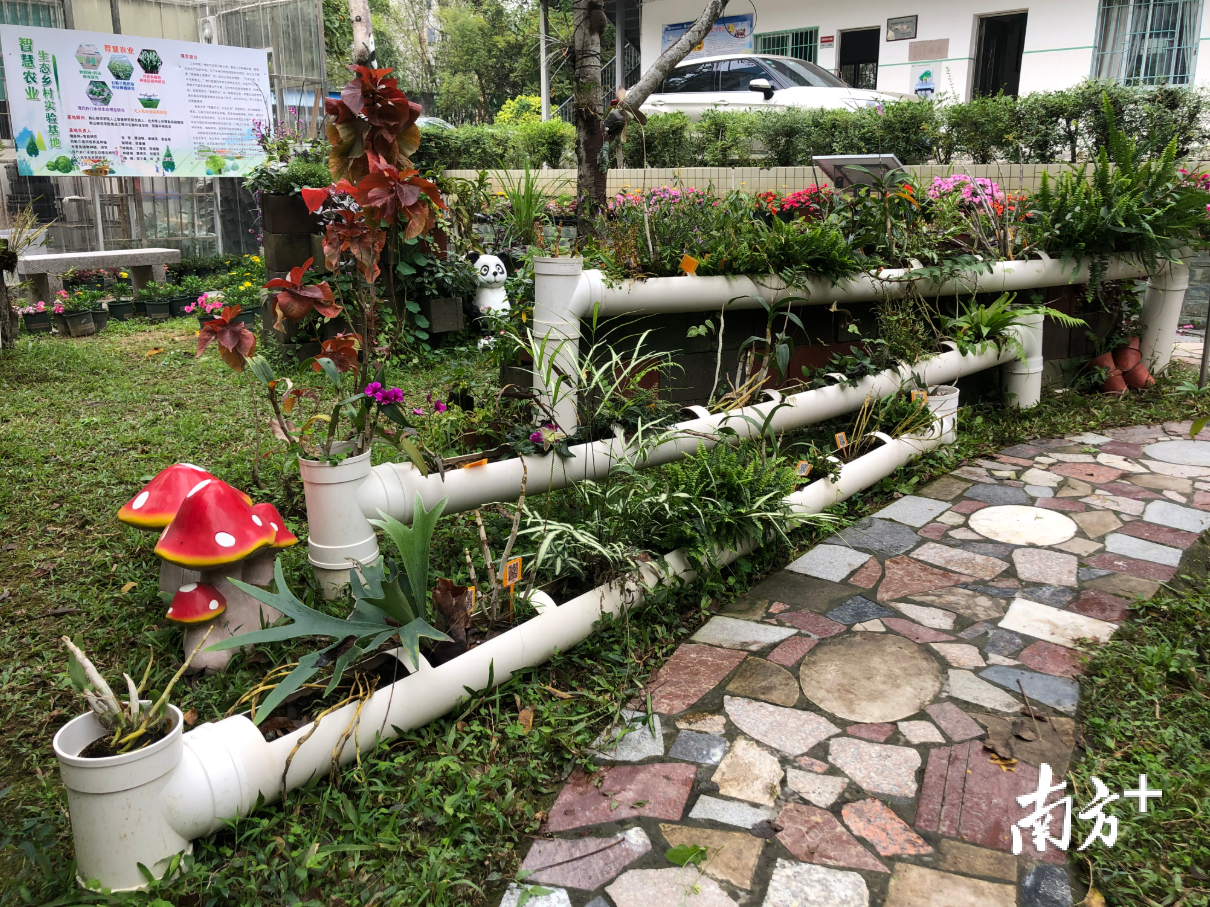 意溪中学智慧农业园内，十多条PVC管组成的立体种植园让人眼前一亮。黄敏璇 摄