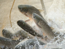 均安草鲩：匠心独育，鱼生优选｜佛味鲜生⑤