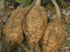 合水粉葛：千年“人参”，药食同源｜佛味鲜生③