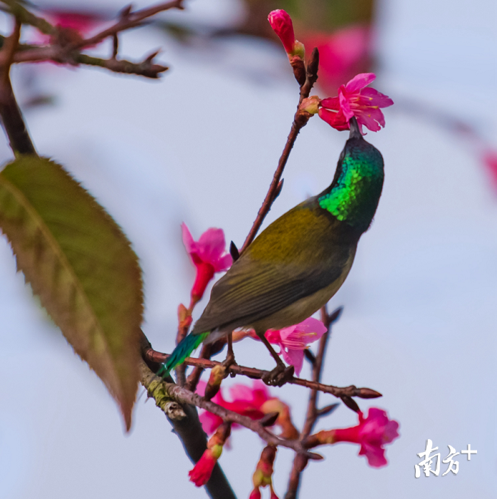  偶有小鸟停留，构成一幅花鸟胜景图。